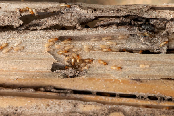 Best Bed Bug Extermination  in Fort Polk North, LA
