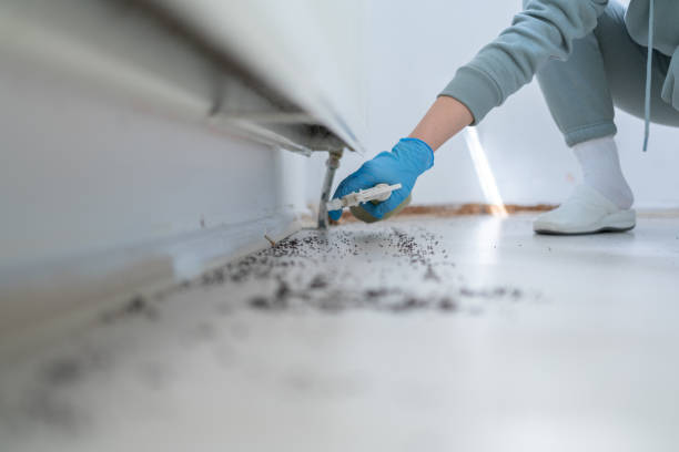 Best Emergency Pest Control  in Fort Polk North, LA